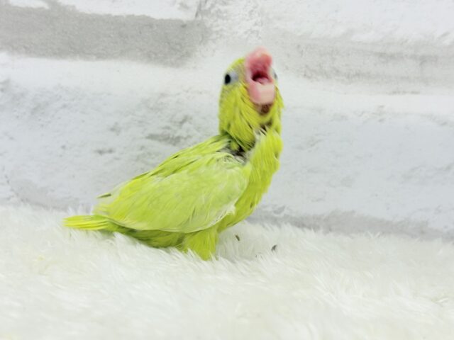 マメルリハ