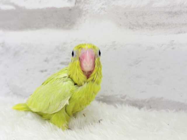 マメルリハ