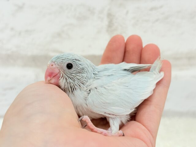 マメルリハ
