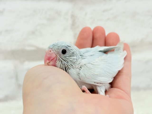 マメルリハ