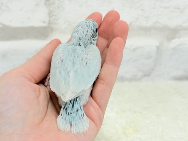 マメルリハ