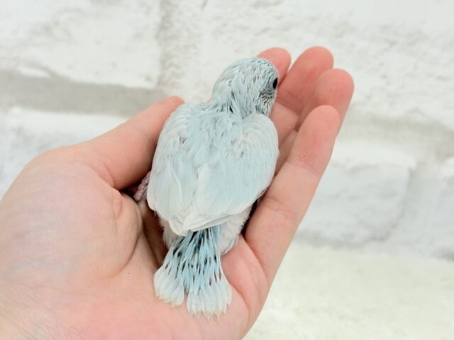 マメルリハ