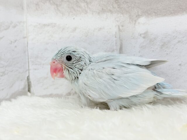 マメルリハ