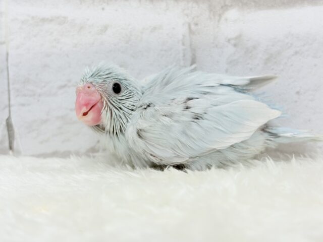 マメルリハ