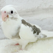 【最新画像更新🪄】伸び伸び大きくなってね‪☆オカメインコ(WFパイド) ヒナ