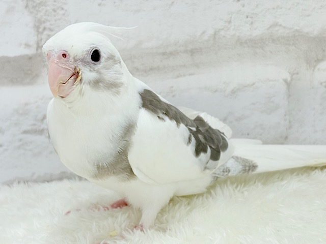 【最新画像更新🪄】伸び伸び大きくなってね‪☆オカメインコ(WFパイド) ヒナ
