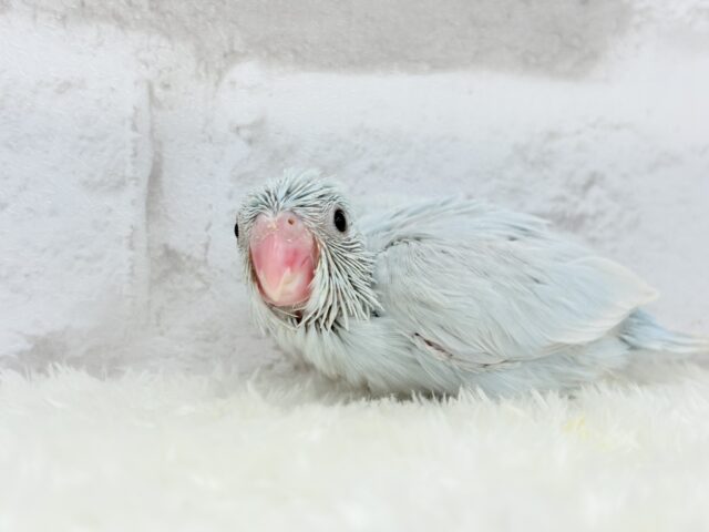 マメルリハ