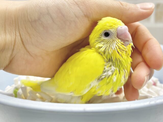 セキセイインコ
