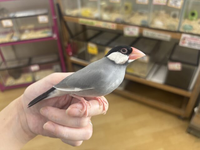 桜文鳥