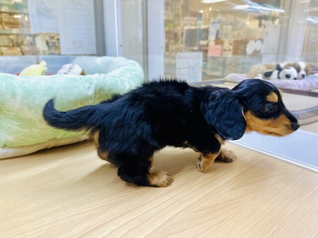 ミニチュアダックス