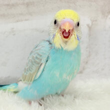 たくさん食べるゾー！！セキセイインコ(パステルカラーレインボー) ヒナ