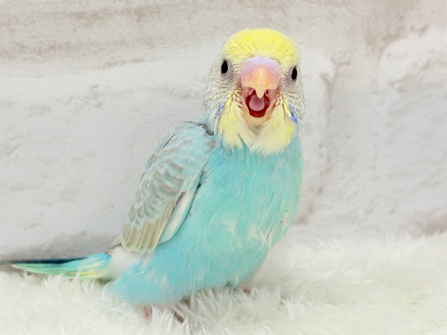 たくさん食べるゾー！！セキセイインコ(パステルカラーレインボー) ヒナ