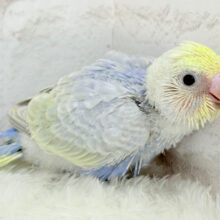 おめめくりくり♡まぁるい天使🧚セキセイインコ(パステルレインボー) ヒナ