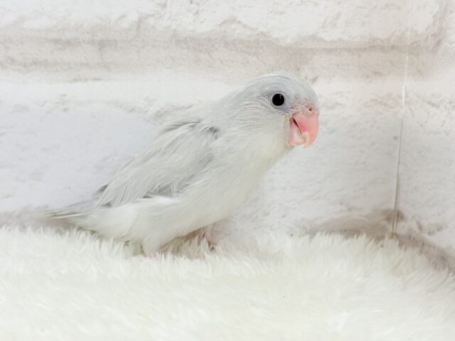 マメルリハ