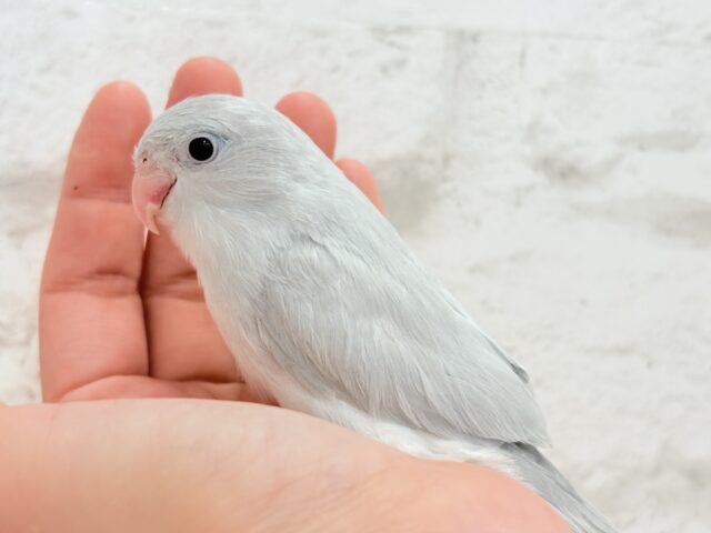 マメルリハ