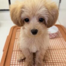 最新画像！可愛さにメロメロになっちゃう？マルプーちゃん！