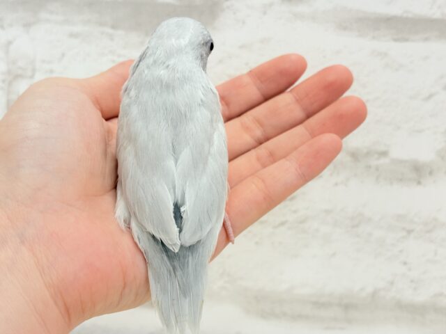 マメルリハ