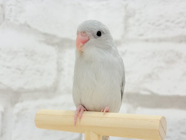 マメルリハ