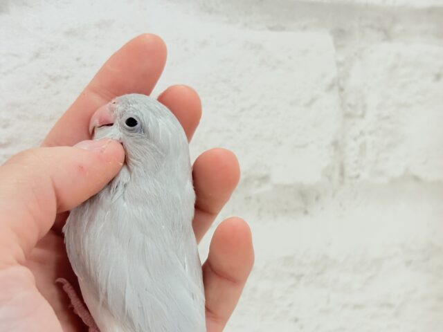 マメルリハ