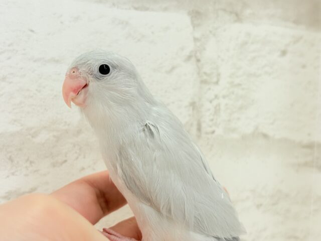 マメルリハ