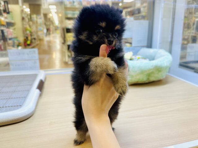 ポメ柴