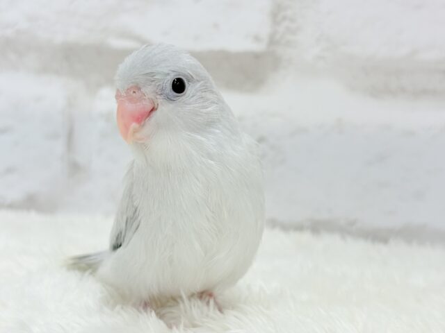 マメルリハ
