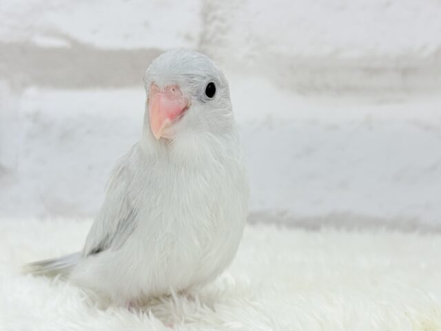 マメルリハ