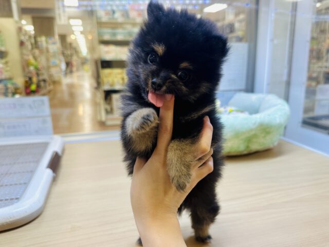 ポメ柴