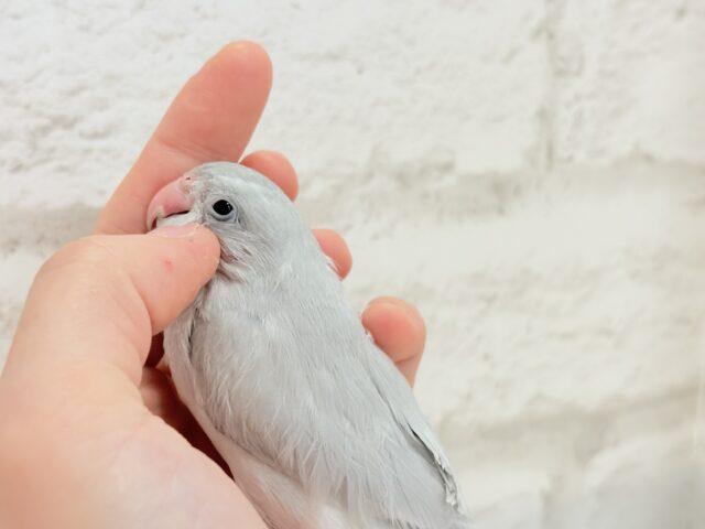 マメルリハ