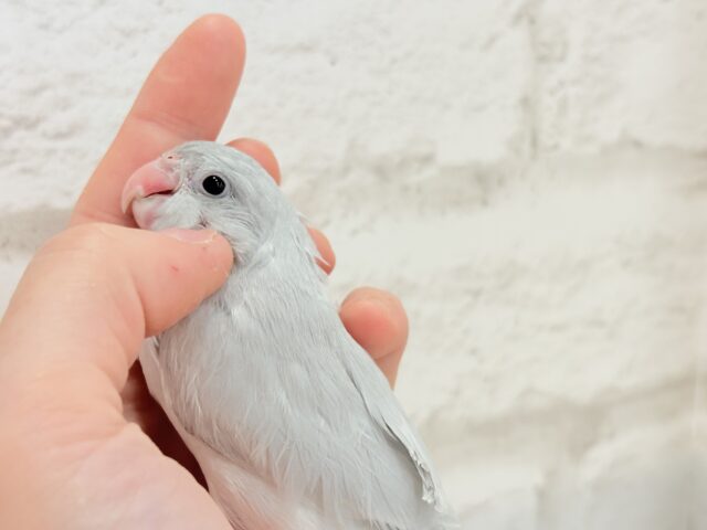 マメルリハ