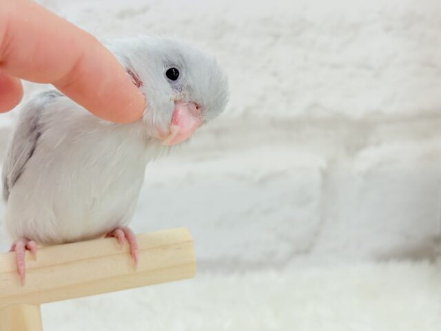 マメルリハ
