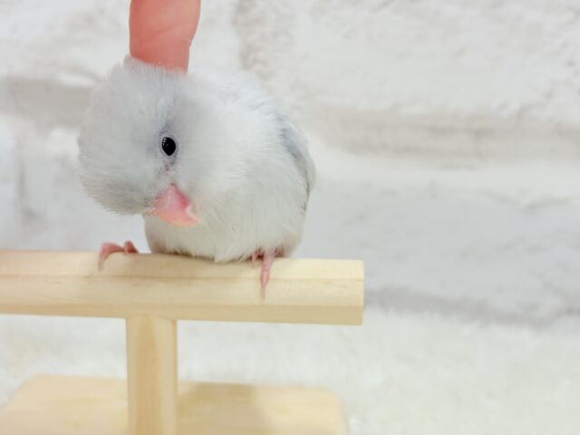 マメルリハ