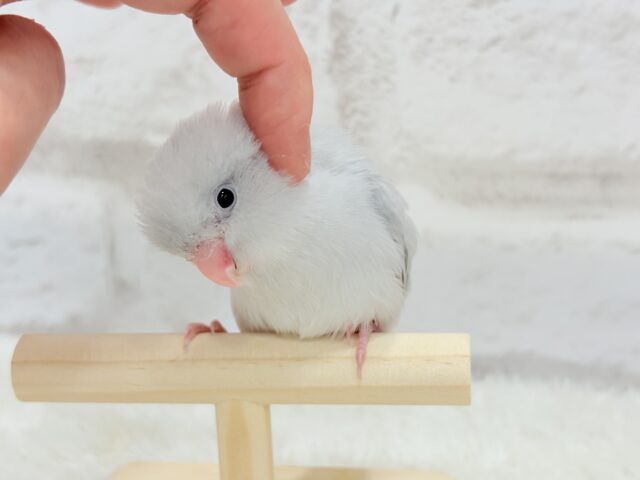 マメルリハ