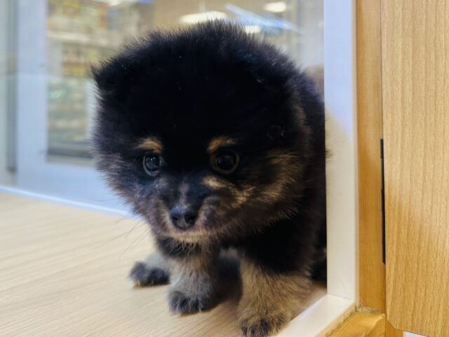 ポメ柴