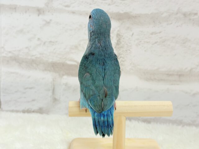 マメルリハ