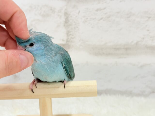 マメルリハ