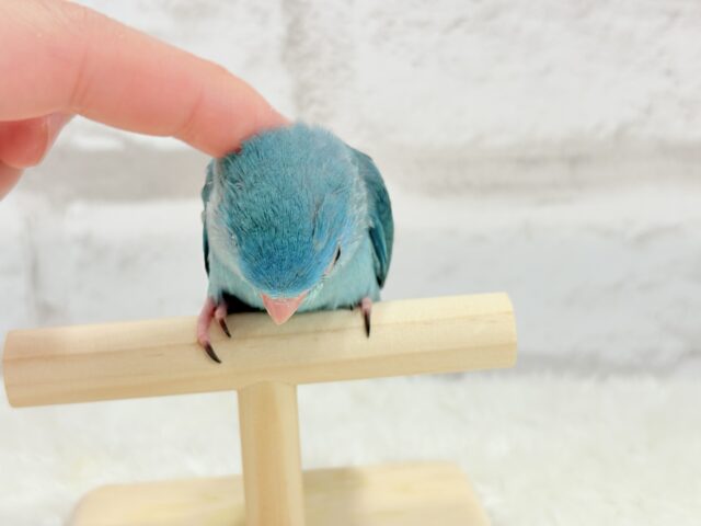 マメルリハ