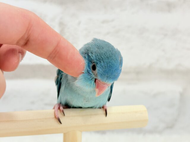 マメルリハ