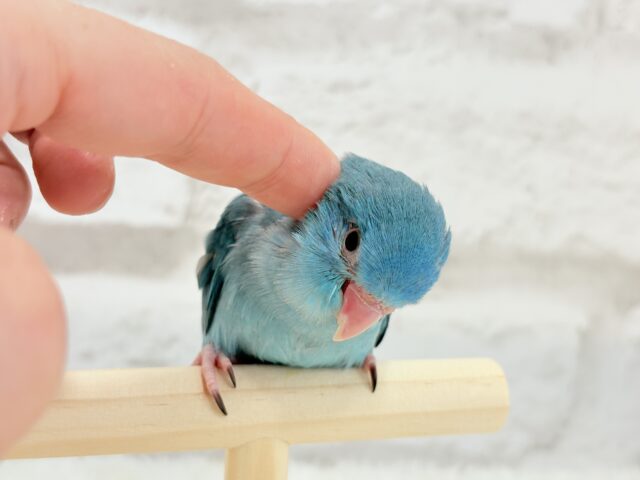 マメルリハ