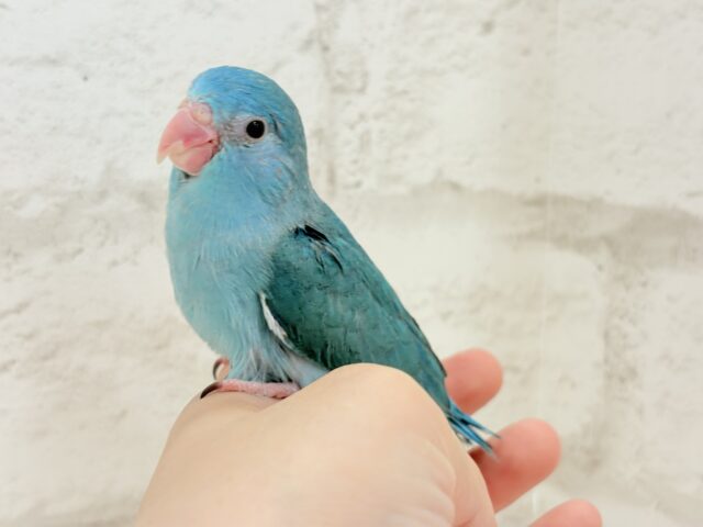 マメルリハ