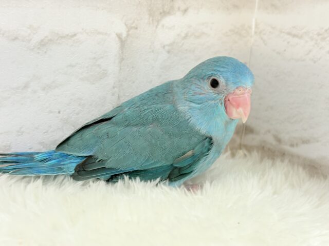 マメルリハ