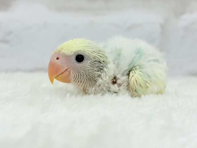 コザクラインコ（小桜インコ）