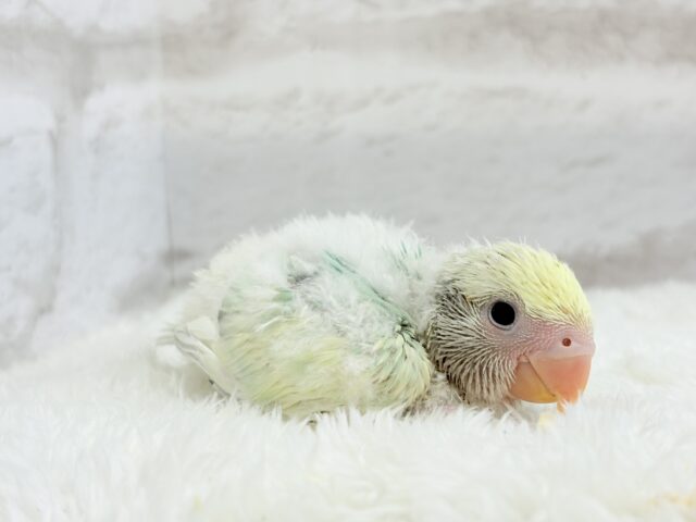 コザクラインコ（小桜インコ）