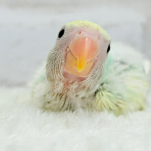 メロメロ必死💖あざと可愛い習得済みです🍬コザクラインコ(ブルーチェリーオパーリンパイド) ヒナ