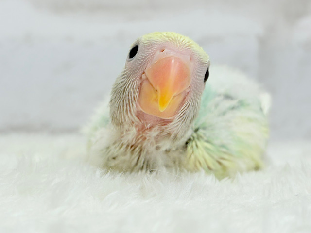 メロメロ必死💖あざと可愛い習得済みです🍬コザクラインコ(ブルーチェリーオパーリンパイド) ヒナ