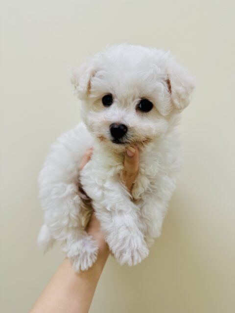 ビションフリーゼ