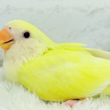 クリーミーたまごちゃん🐣💛コザクラインコ(クリームルチノー)