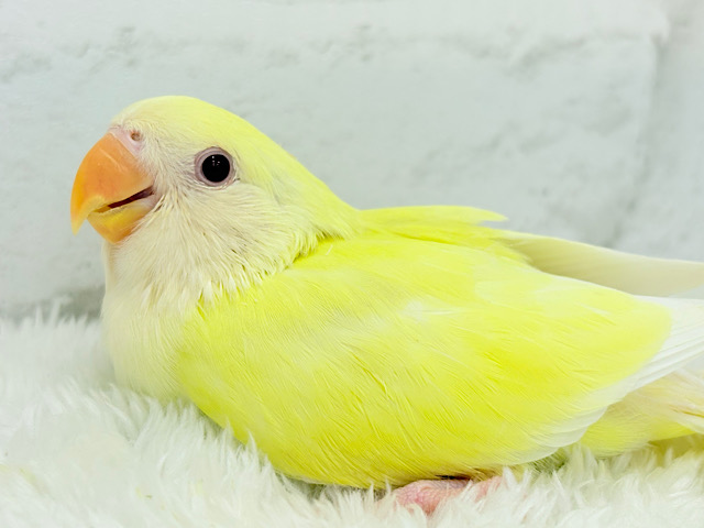 クリーミーたまごちゃん🐣💛コザクラインコ(クリームルチノー)