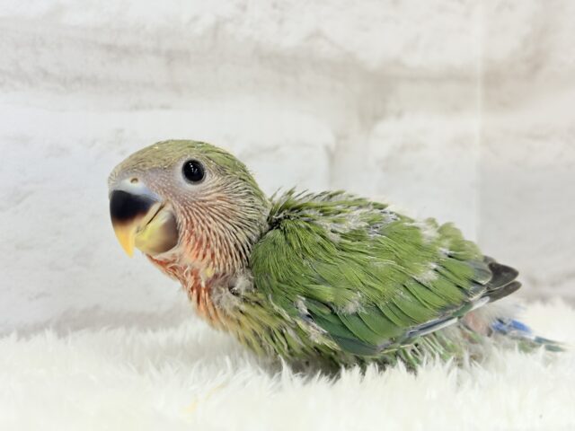 コザクラインコ（小桜インコ）
