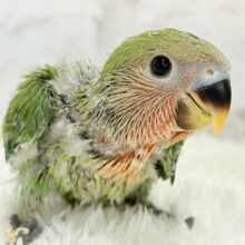 ヒナヒナ🐣くりくりおめめのトリコです💖コザクラインコ(ノーマル) ヒナ